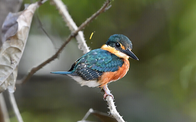 American Pygmy Kingfisher - Pacaya Samiria Pérou 2022