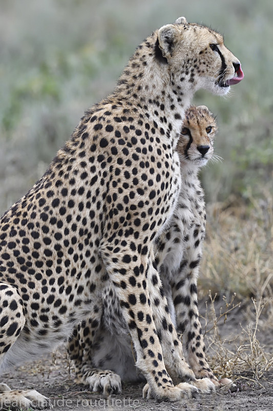  - Serengeti N.P. and N'Gorongoro Tanzania 2018