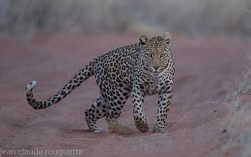  - Kgalagadi transfrontier park (2017)