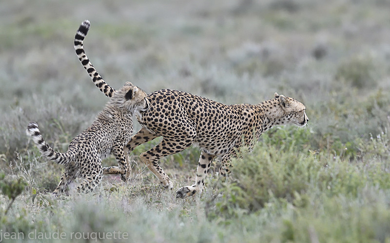  - Serengeti N.P. and N'Gorongoro Tanzania 2018
