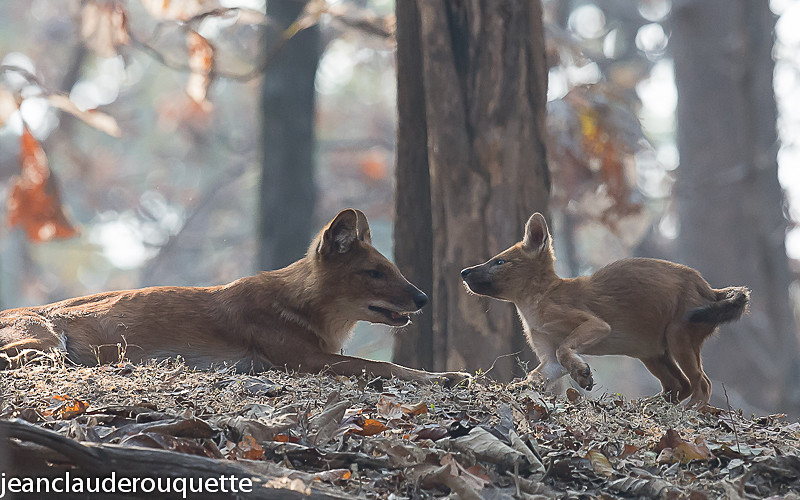 Dholes - Pench national park (India 2016)