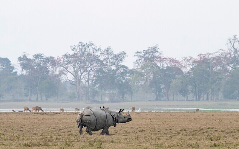Rhino - Kaziranga National Park Noth East India 2025
