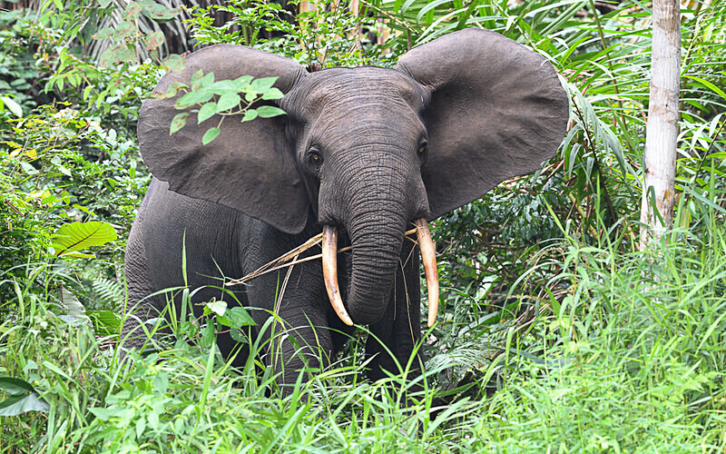 Elephant in Kongou falls - Ivindo national park (Gabon 2024)