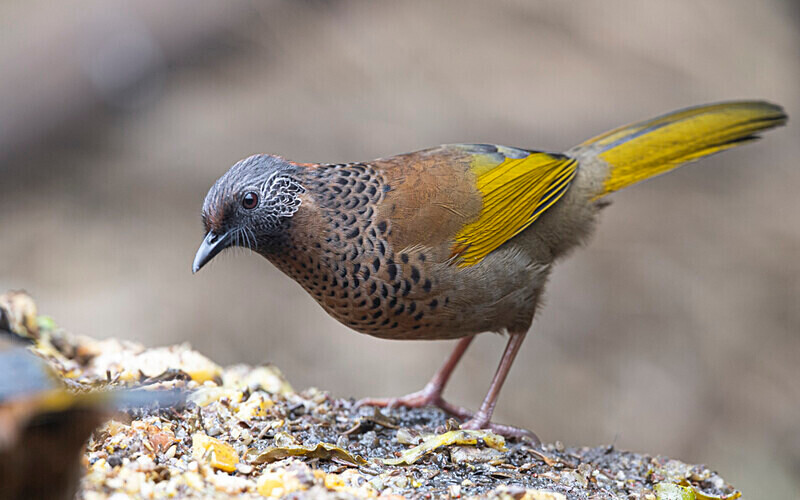 Chesnut-crowned Laughingthrush - Singalila National Park February 2025 North East India