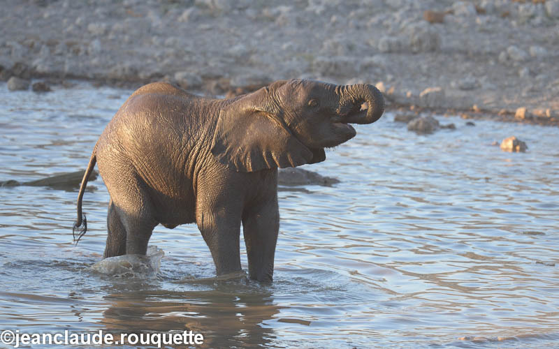  - Etosha N.P.(Namibia 2013)