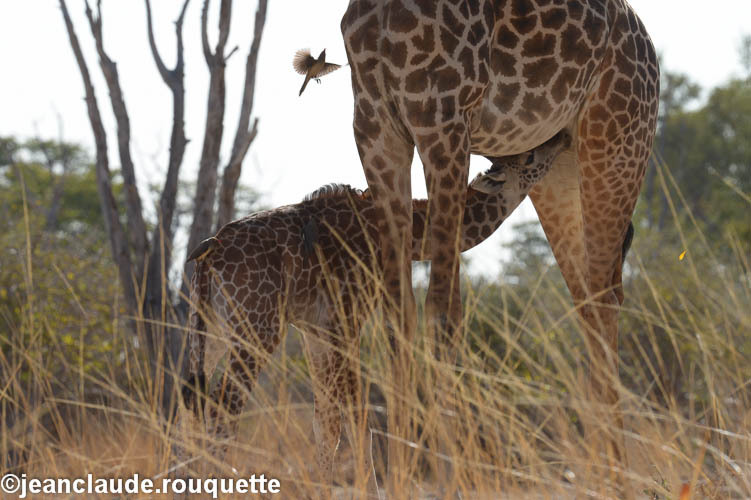 A giraffe feeding her calf - South Luangwa N.P. Zambia 2013