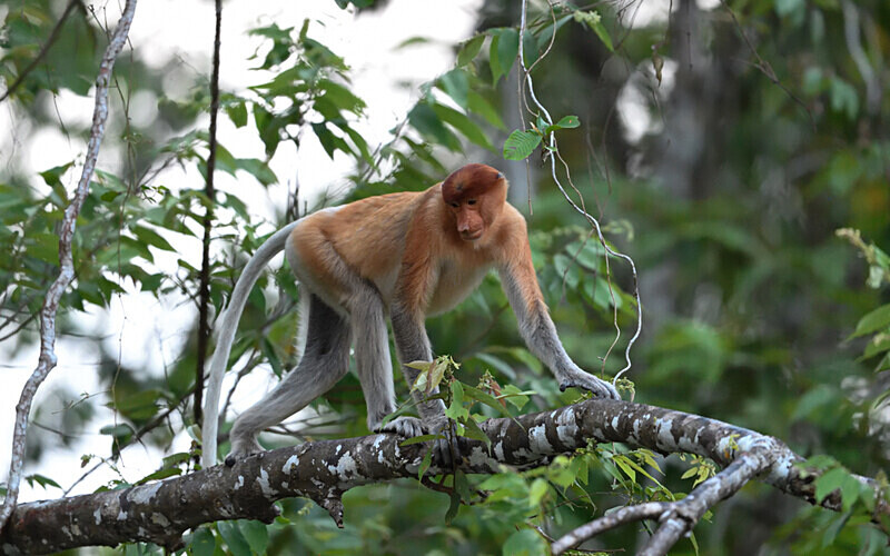 Kinabatangan river - Sabah avril 2024 Borneo Malaisie