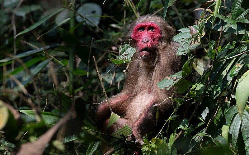 Male stump-tailed Macaque - Hollongapar wildlife sanctuary North East India 2025
