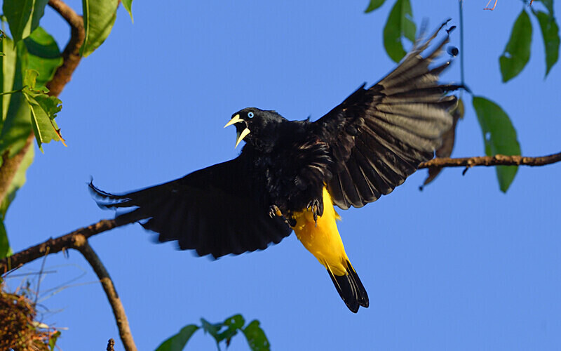 Yellow-rumped Cacique - Pacaya Samiria Pérou 2022