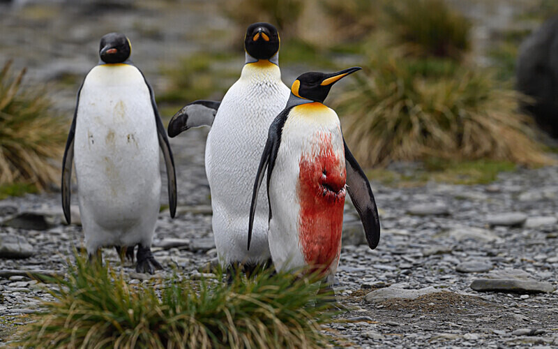 Rosita Harbor South Georgia - Ushuaïa Malvinas South Georgia Antartica Peninsula