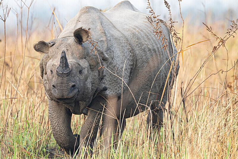 A gentle rhinoceros - Manas National Park North East India 2025