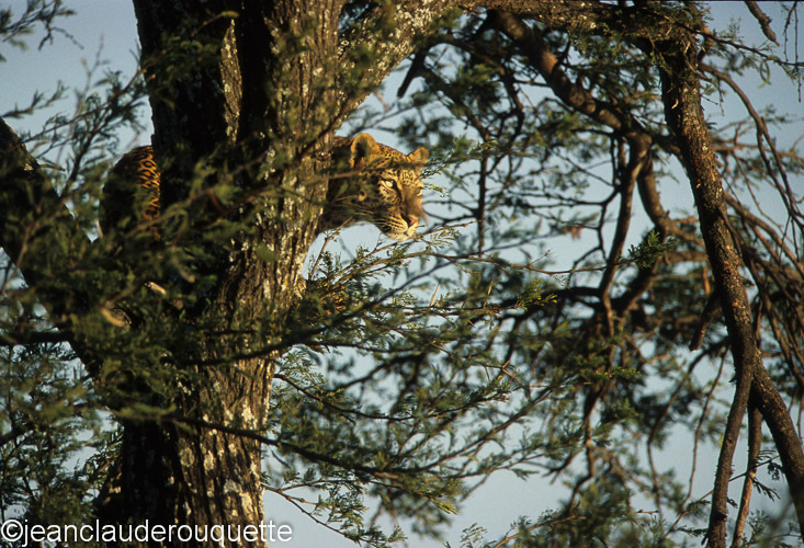 A leopard behind the tree in Lobo - Serengeti N.P. and N'gorongoro Tanzania 1998, 2005 and 2006