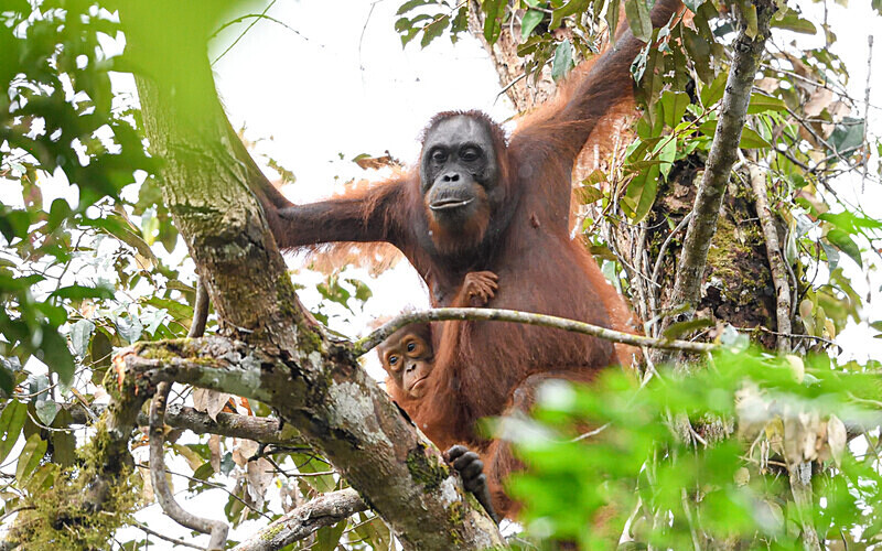 Mother and baby - Sarawak (avril 2024) Borneo Malaisie