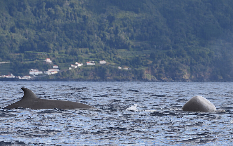 Northern bottlenose whales - Açores 2020