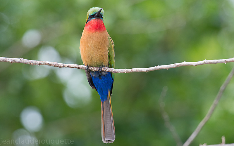 Murchison - Uganda 2016
