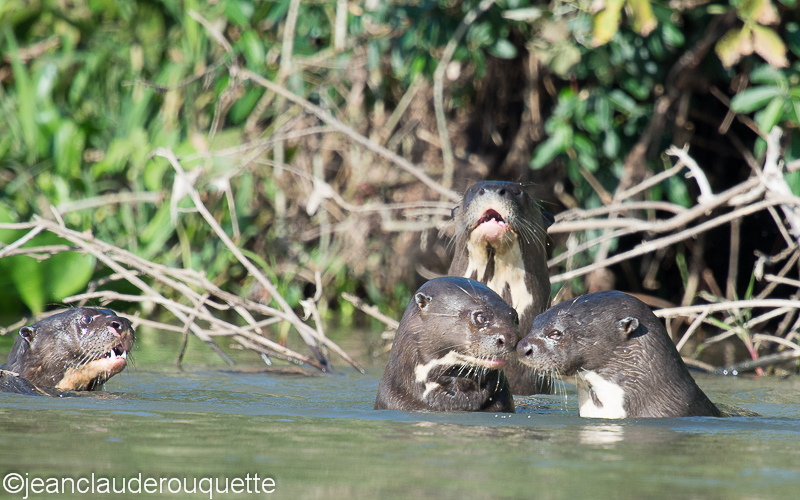 Giant otters - Pantanal Brazil 2015