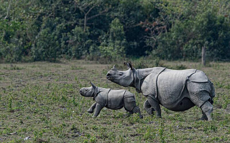 Rhino - Kaziranga National Park Noth East India 2025