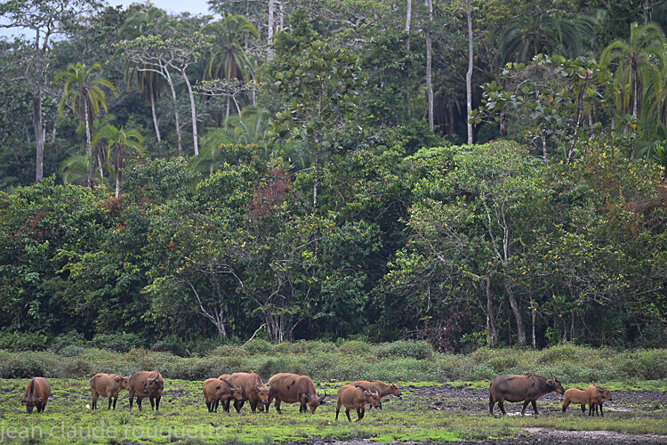 lango stream - Odzala National Park (République du Congo (2019)