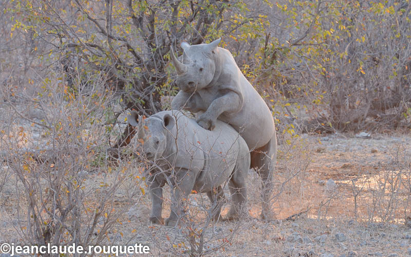 Black rhinos in love! - Etosha N.P.(Namibia 2013)