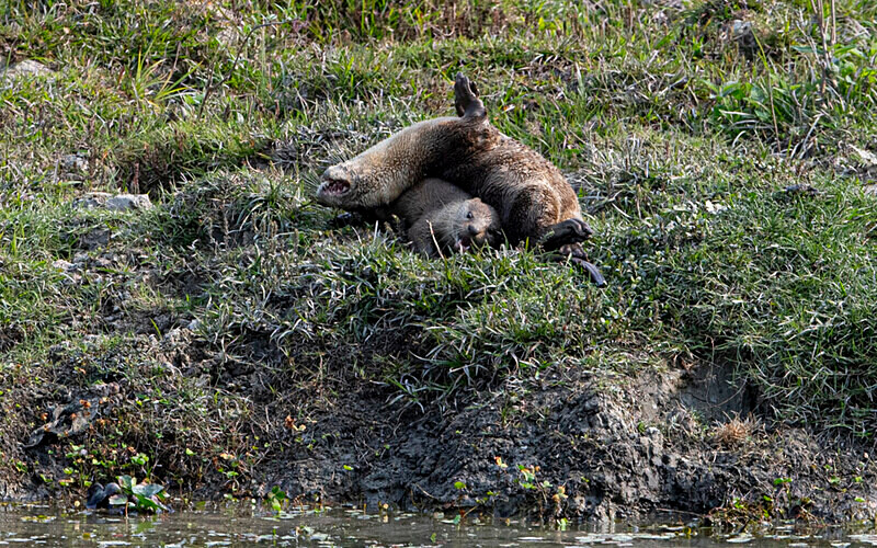Cubs playing - Kaziranga National Park Noth East India 2025