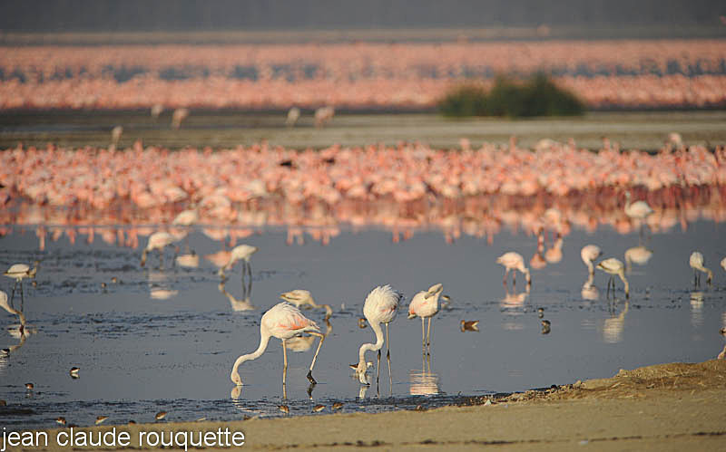 Sunny morning on the Nakuru Lake. - Lake nakuru national park ( Kenya 2009)