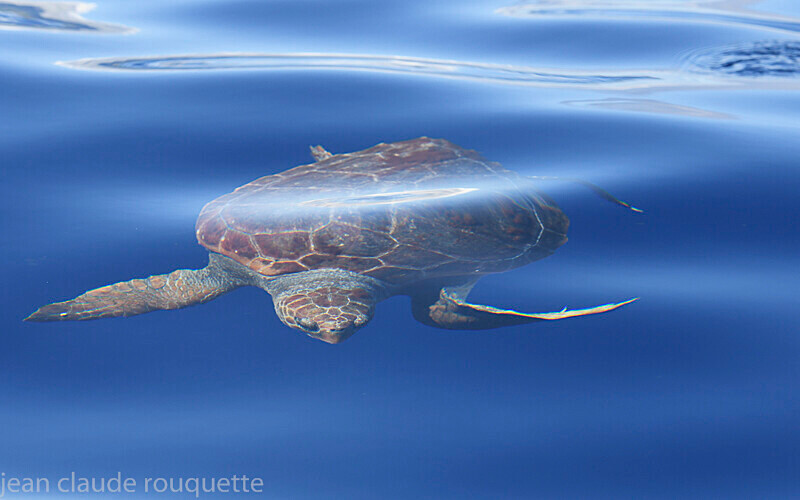 Caretta caretta - Azores (2019)
