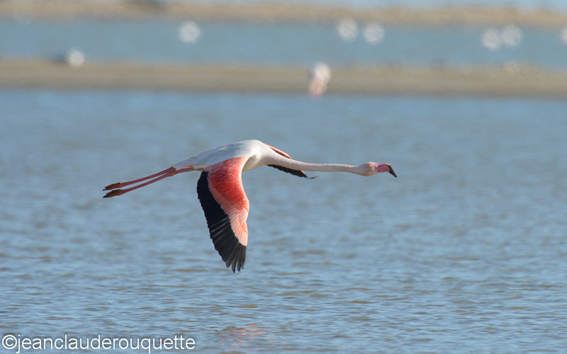 Flamant rose en vol - Méditerranée/ Mediterranean