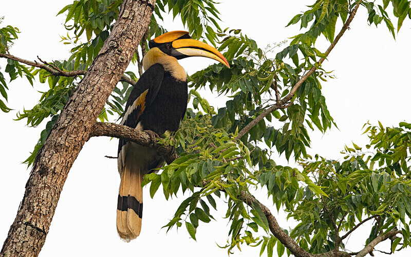 Great Hornbill - Kaziranga National Park Noth East India 2025