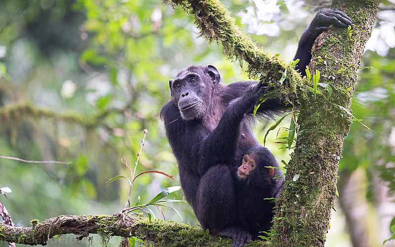 Kibale national park - Uganda 2016