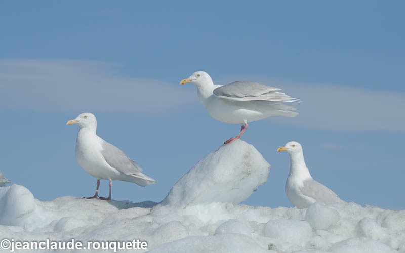 Glaucous Gull - West Coast of Greenland 2012