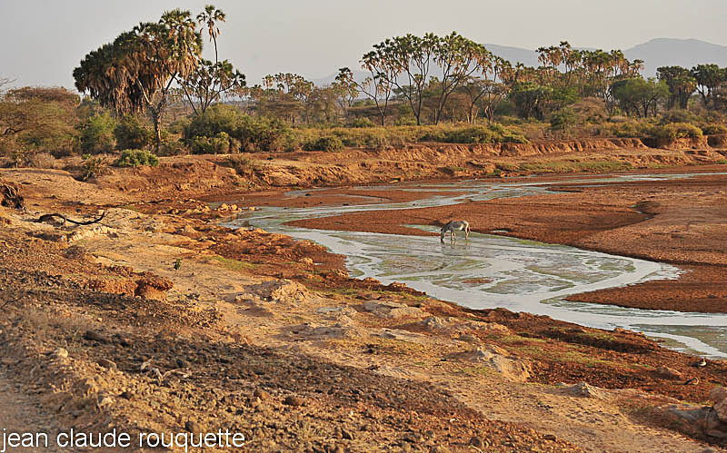 The zebra and the river. - Samburu national park (Kenya 2009)