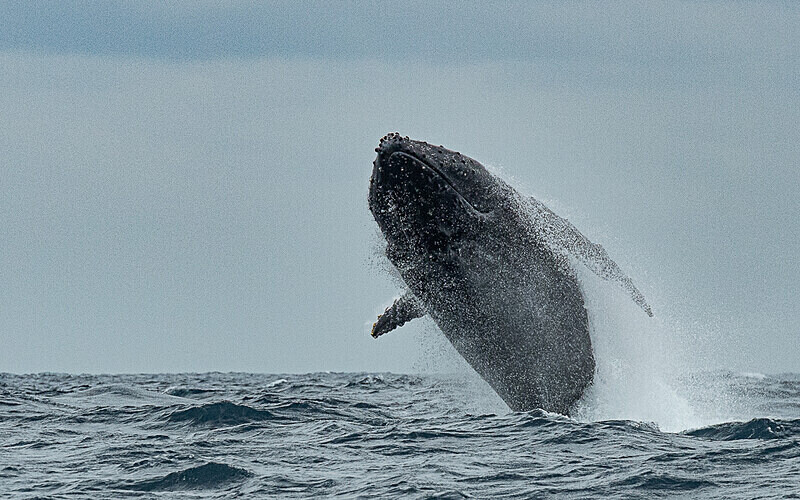 Humpback whale - Loango national park (Gabon 2024)
