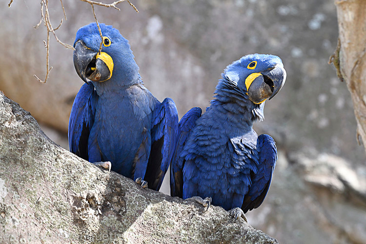  - Pantanal 2018 Porto Jofré