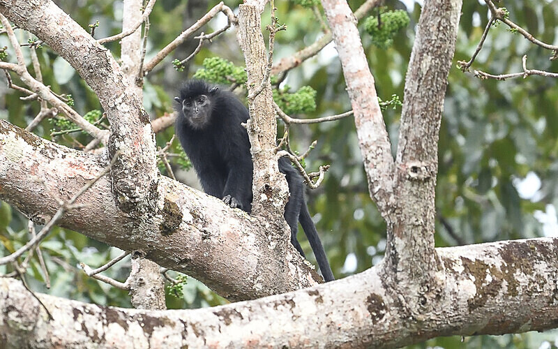 Satanic black Colobus - Parc national de La Lope (Gabon 2024)