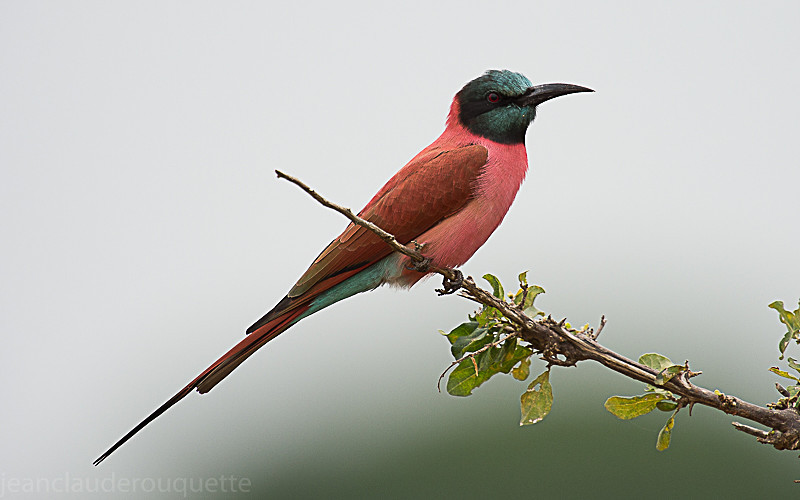 Murchison - Uganda 2016