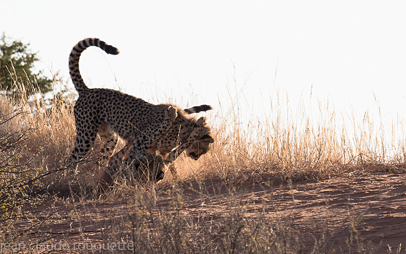  - Kgalagadi transfrontier park (2017)