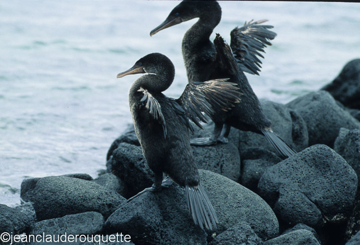 Flightless cormorant (Fernandina island) - The Galapagos islands, Ecuador 2008