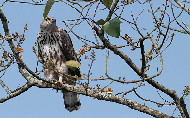 ChangeableHawk Eagle - Manas National Park North East India 2025