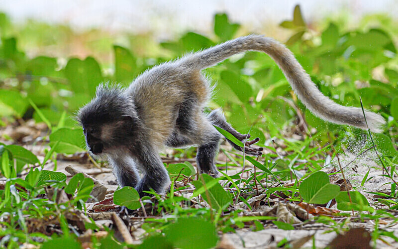 Silver leaf monkey - Sarawak (avril 2024) Borneo Malaisie