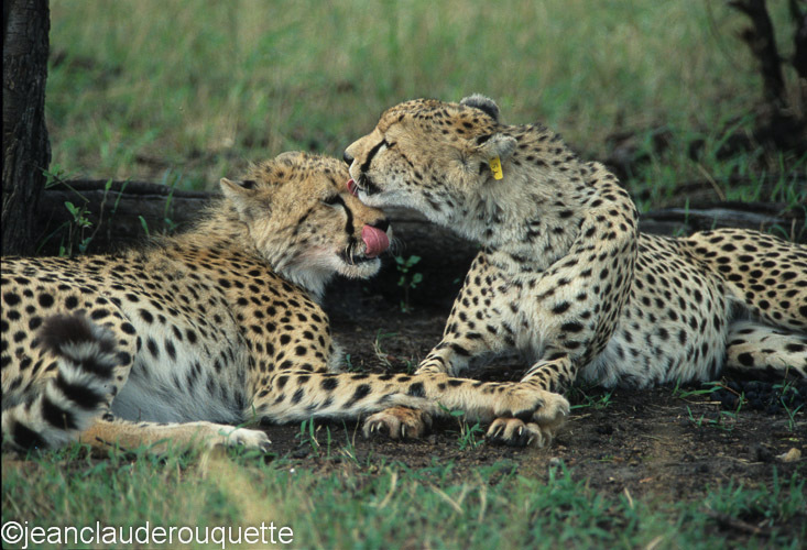 Mother and cub - Serengeti N.P. and N'gorongoro Tanzania 1998, 2005 and 2006