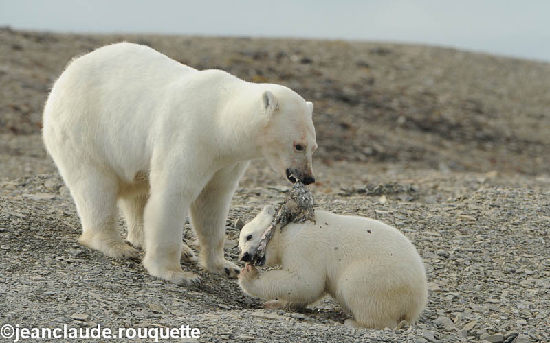  - North Canada 2012