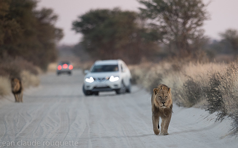  - Kgalagadi transfrontier park (2017)