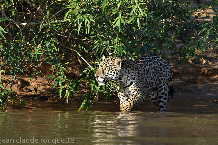 - Pantanal 2018 Porto Jofré