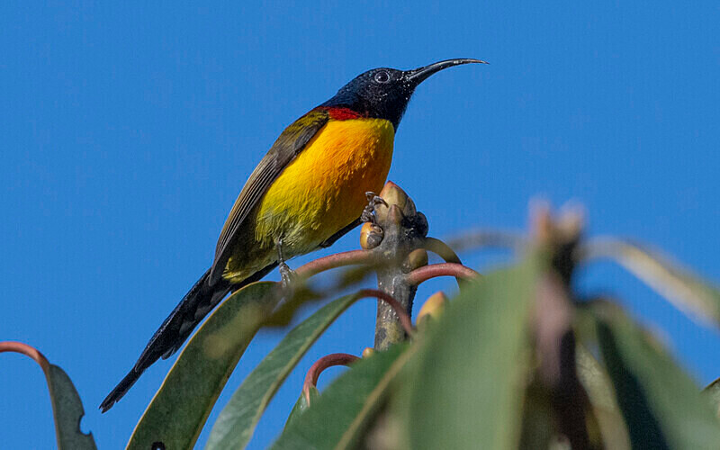 Green-tailed Sunbird - Singalila National Park February 2025 North East India