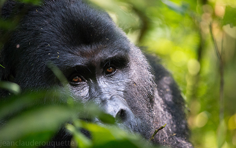 Bwindi (Nkuringo) - Uganda 2016