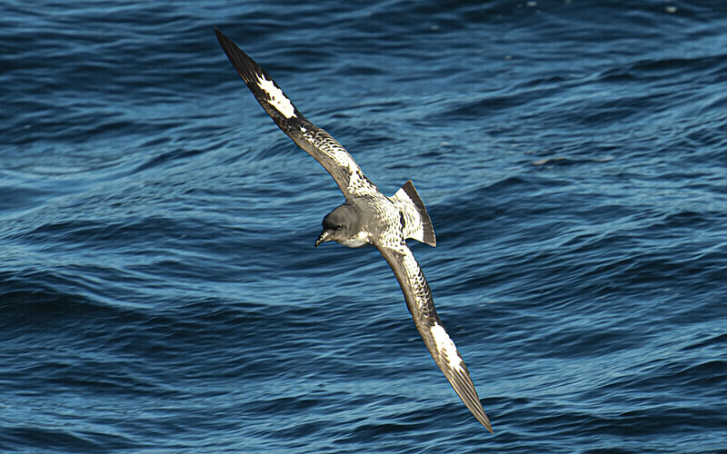 Cape Petrel - Ushuaïa Malvinas South Georgia Antartica Peninsula