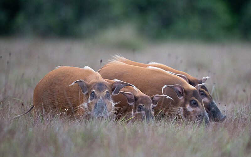 Red river hogs - Loango national park (Gabon 2024)