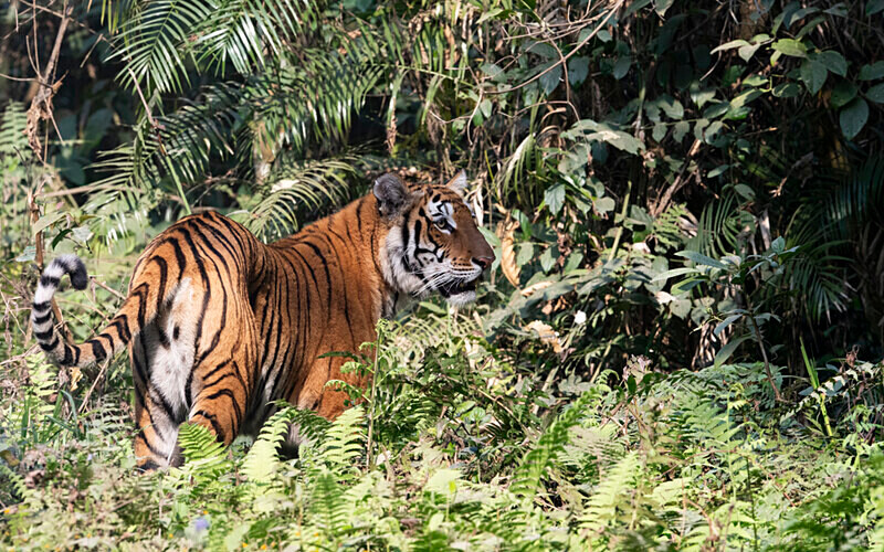 Tigress - Kaziranga National Park Noth East India 2025