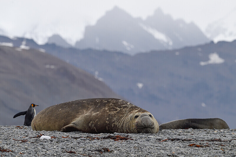Elephant seal on Fortuna bay - Ushuaïa Malvinas South Georgia Antartica Peninsula
