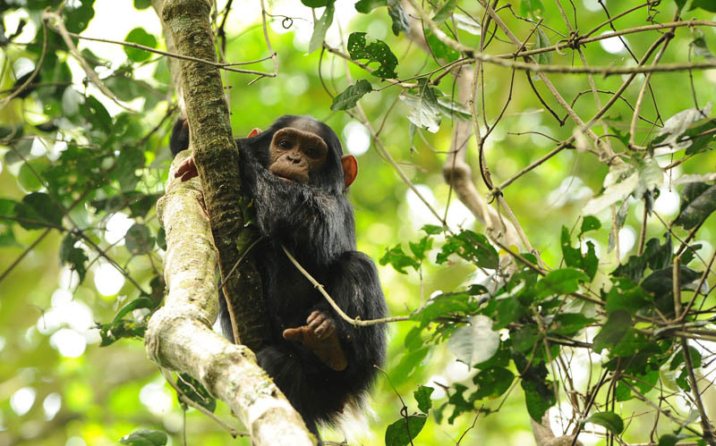 Young chimp - Kibale N.P. Uganda 2012